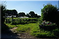 Allotments off Moor Lane, Thormanby