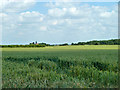 Wheat field near Parsonage Farm