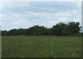 Farmland and hedgerow, New Holme Farm