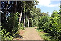 The Pine Wood at Ness Gardens