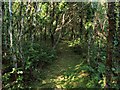 Footpath through woods at edge of Garn Goch Common