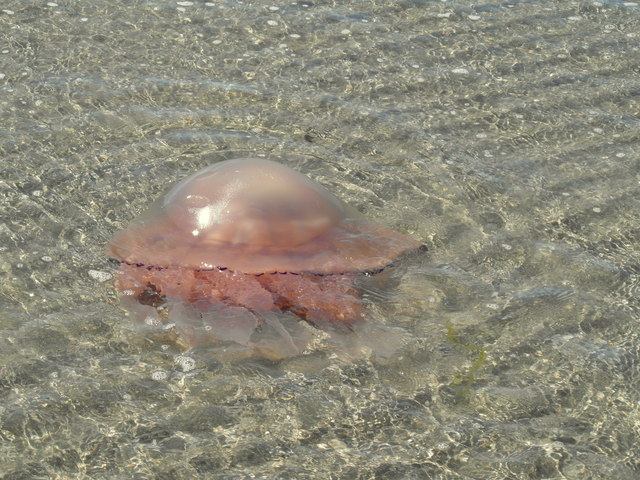 Barrel jellyfish (Rhizostoma pulmo)