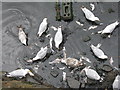 NO6107 : Gulls feeding at Crail Harbour by M J Richardson