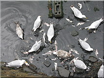 NO6107 : Gulls feeding at Crail Harbour by M J Richardson