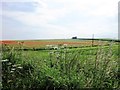 Poppies in an oilseed rape field