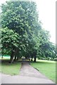 Avenue of trees, Lammas Park