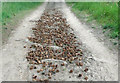 TF9045 : Cones on the footpath by Pauline E