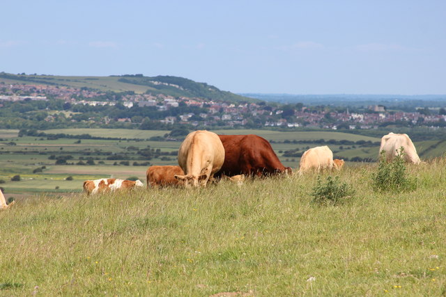 Cows by South Downs Way