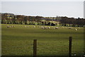 Sheep, Horton View Farm