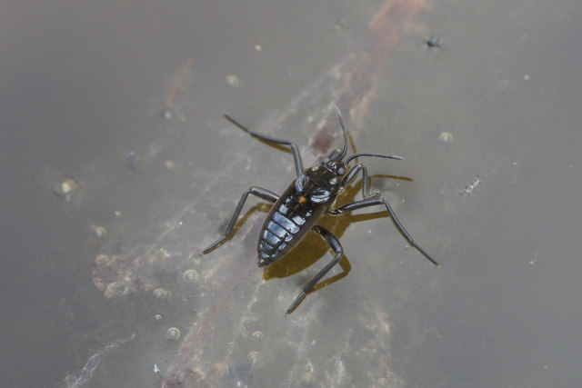 Water Cricket (Velia caprai), Loch of Bogligarths