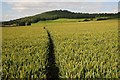 SO2441 : Footpath through a wheat field by Philip Halling