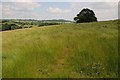 SO6148 : Farmland at Stoke Lacy by Philip Halling