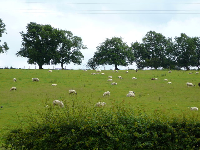 Farmlands and Sheep