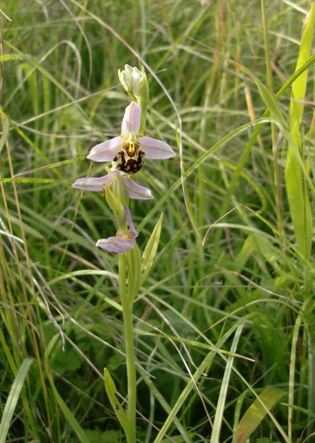 Bee orchids at Ranmore (4)