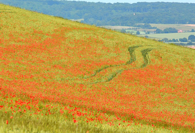 Poppies in the Wheat, Streatley, Berkshire