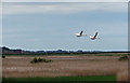 TG0544 : Mute swans over reedbeds by Pauline E