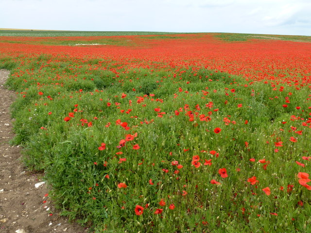 A field of poppies on Massingham Heath, Norfolk
