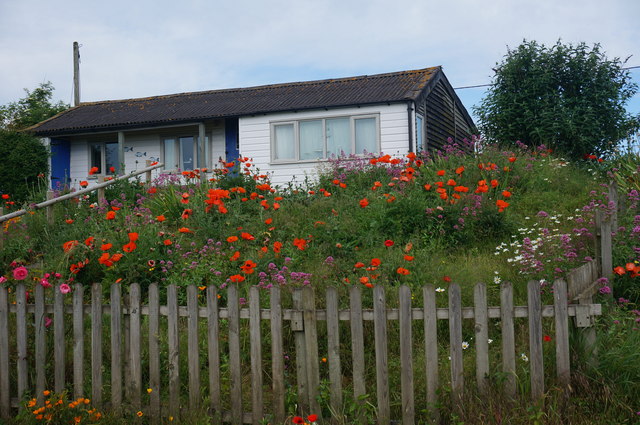 Poppy garden, The Ridge