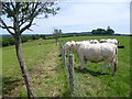 Cattle enjoying the view