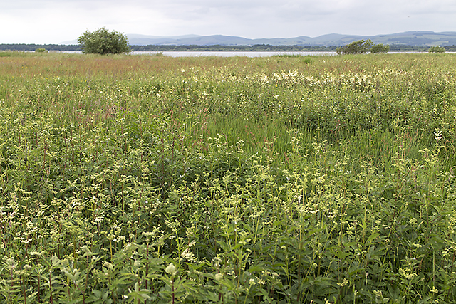 Water meadow by Loch Leven