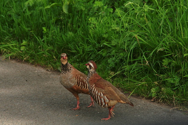 Partridges coming of age