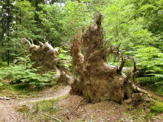 Fallen conifers, Broxbourne Wood