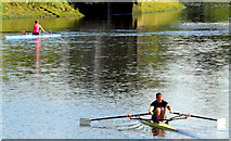 J3371 : Rowing, River Lagan, Stranmillis, Belfast (June 2014) by Albert Bridge