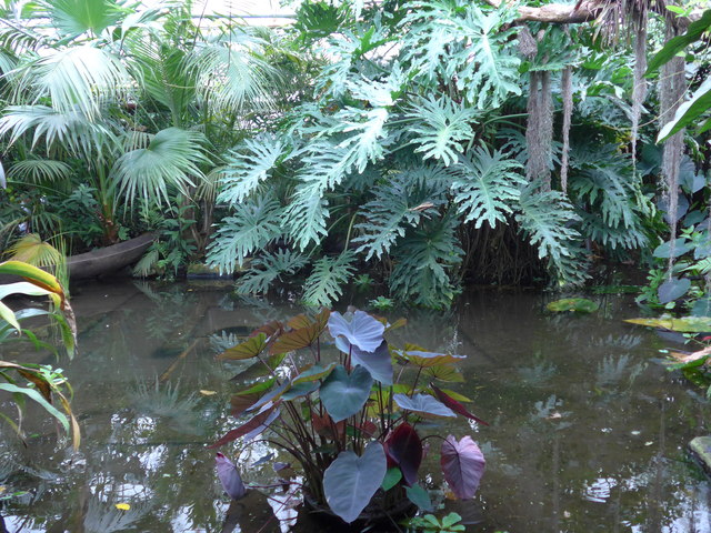 Within The Living Rainforest (18)