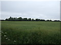 Oilseed rape crop east of Idle Bank