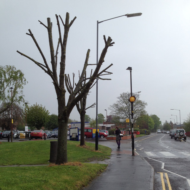 Butchered trees, Warwick Hospital, Lakin Road, on a wet May 1st