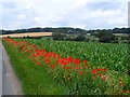 TL6553 : Verge side poppies near Lower Hill Farm by Bikeboy