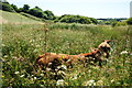 Cattle in the long grass