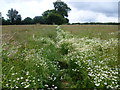 Flower-filled field