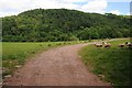 Allt Wood