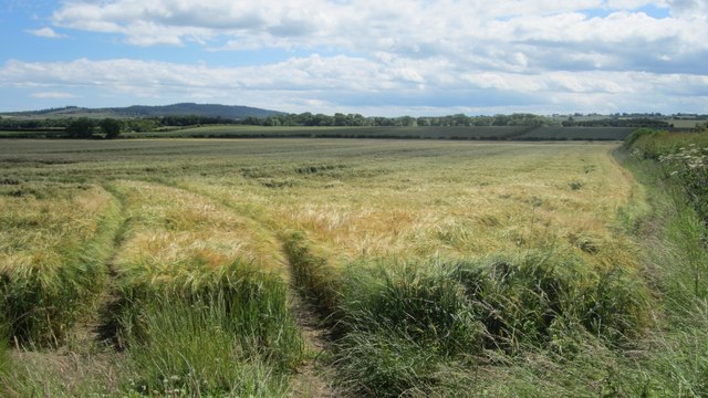 Ripening barley crop south of Berrington