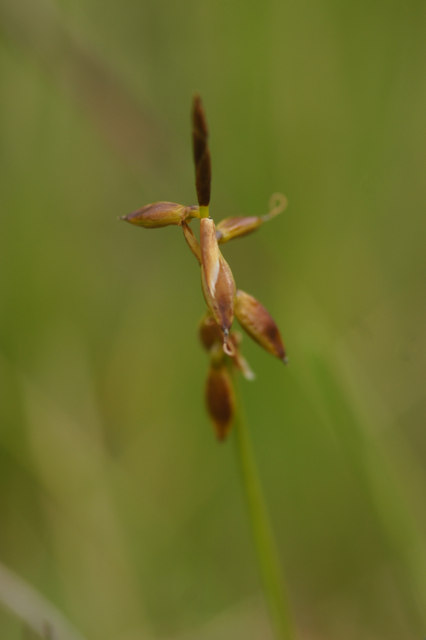 Flea Sedge (Carex pedicularis), Baltasound