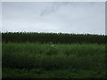 Biomass crop south of Belton Road