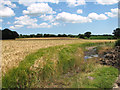 Barley crop field near Holton village