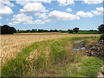 TM4077 : Barley crop field near Holton village by Evelyn Simak