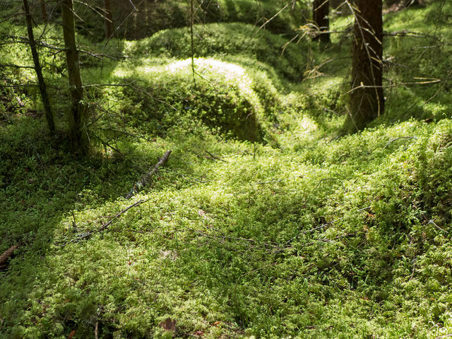 Moss blanket of Bellton Wood © Julian Paren :: Geograph Britain