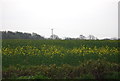 Oilseed Rape