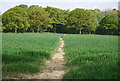 Footpath through wheat