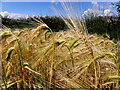 H3587 : Winter barley, Milltown by Kenneth  Allen