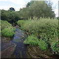 River Bollin, weed in the water