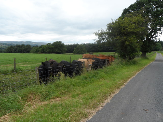 Bullocks at West Barnley Farm
