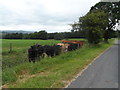 Bullocks at West Barnley Farm