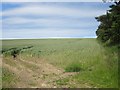 Arable field west of Berrington Law