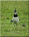 Lapwing seen in a field by Lesser Lane