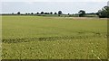 Wheat, Longdon on Tern