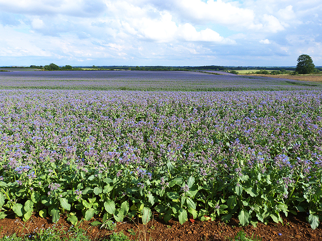 Borage Field | A field of borage. A closeup of the herb is 